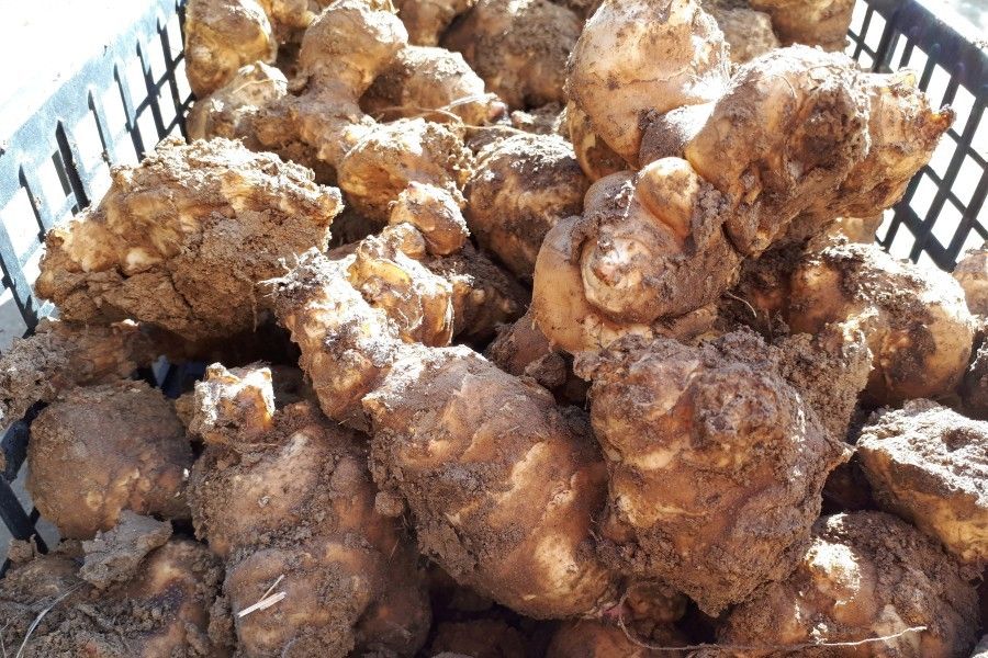 Csicsóka az egészségért